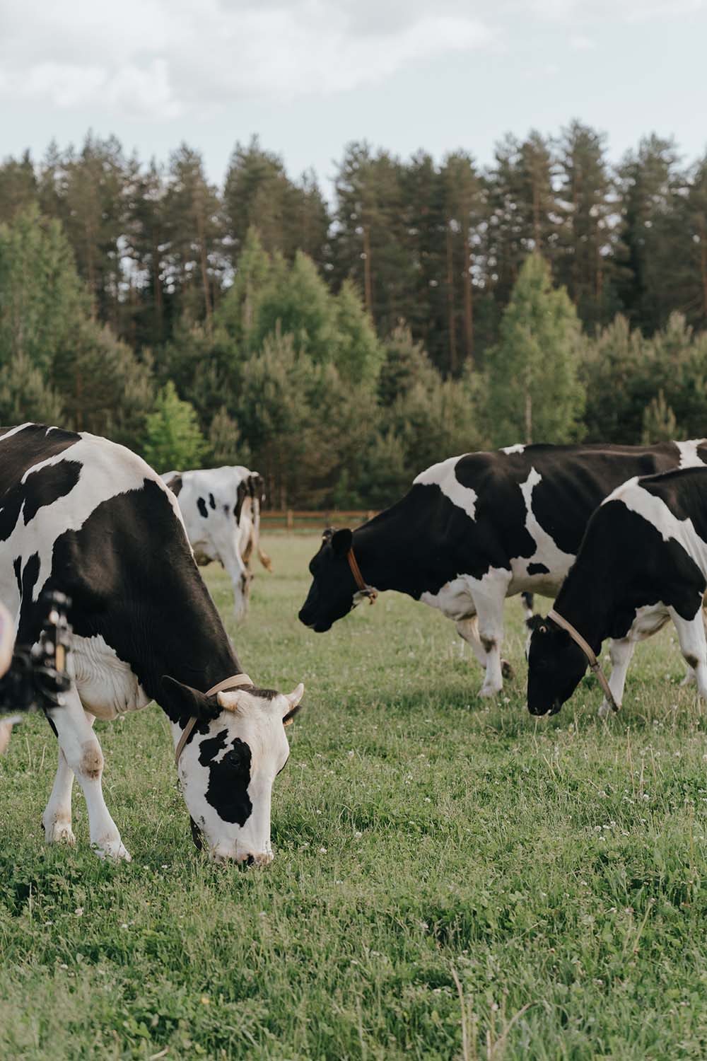 dairy farm with cows