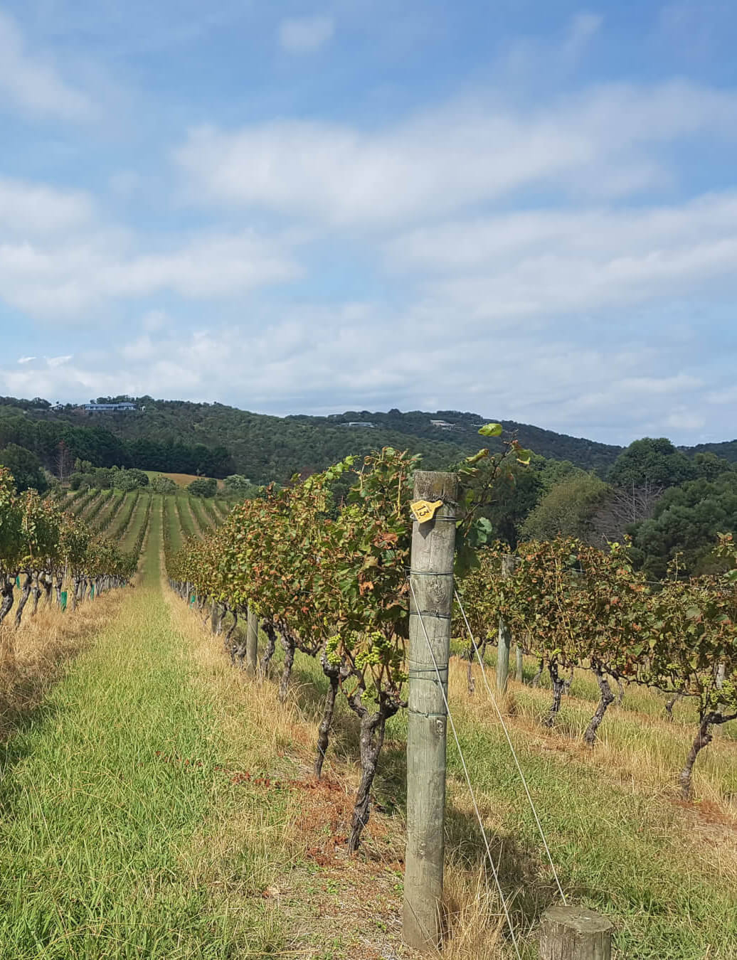 nz vineyard from Dazzly website builder example