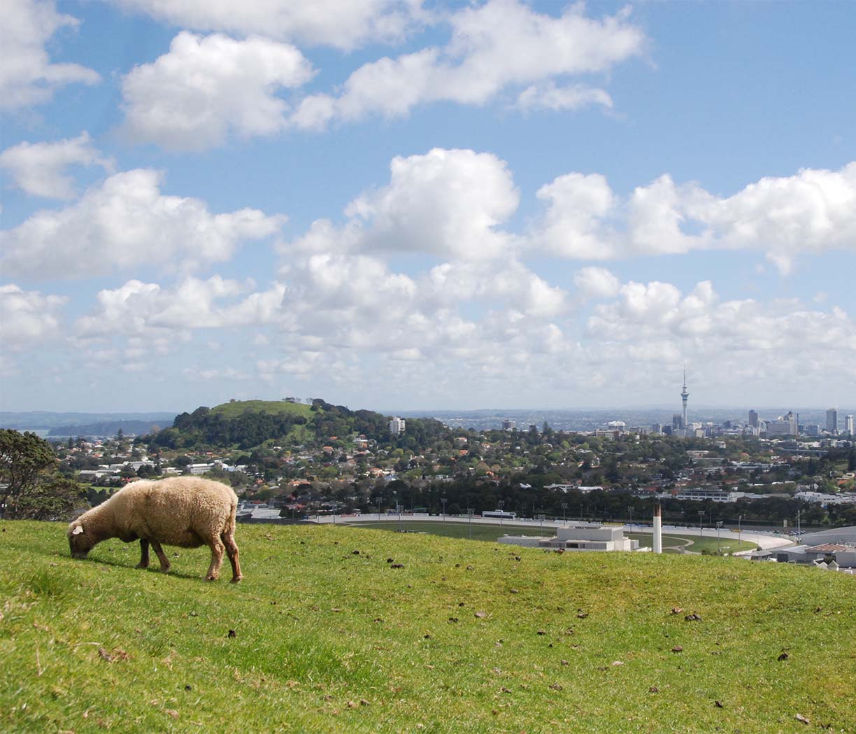 sheep on hill overlooking auckland