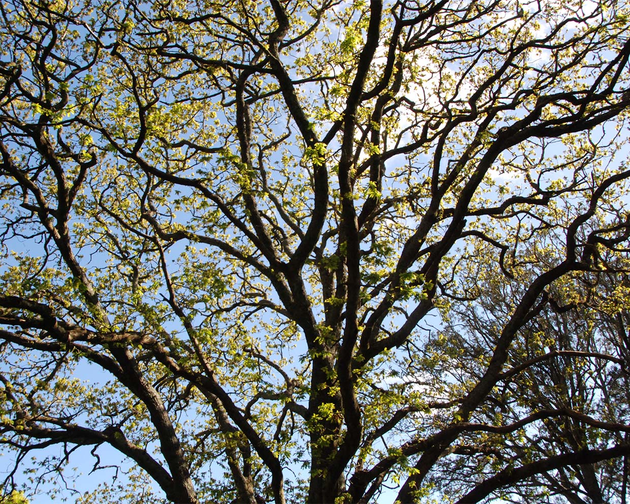 tree and branches